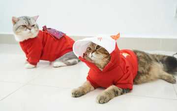 How to Keep Your Pet Cozy and Stylish with Quality Apparel