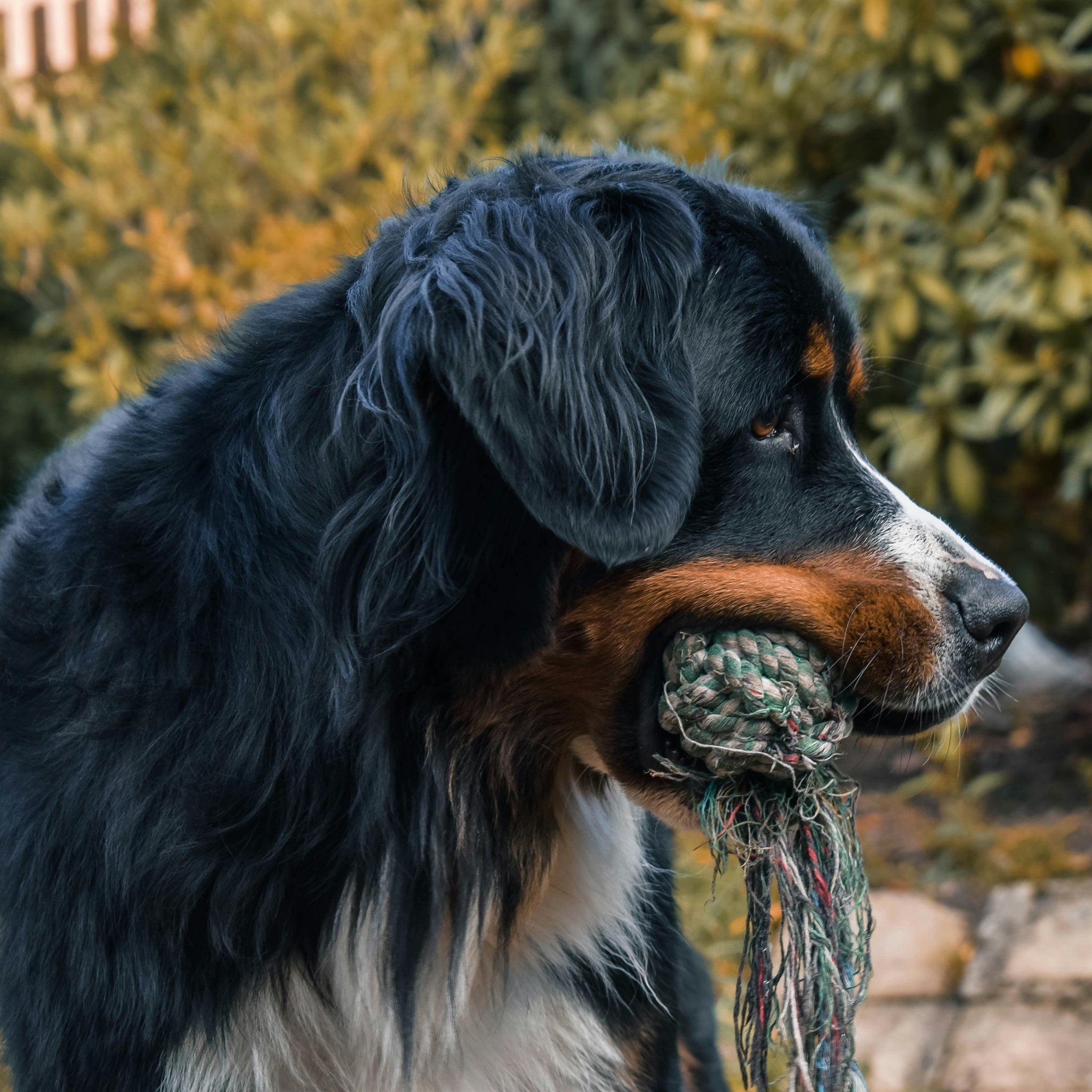 Healthy Treats for Happy Pets: The Benefits of Natural Chews