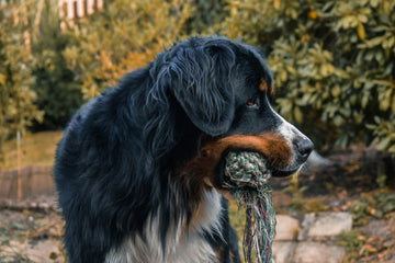 Healthy Treats for Happy Pets: The Benefits of Natural Chews