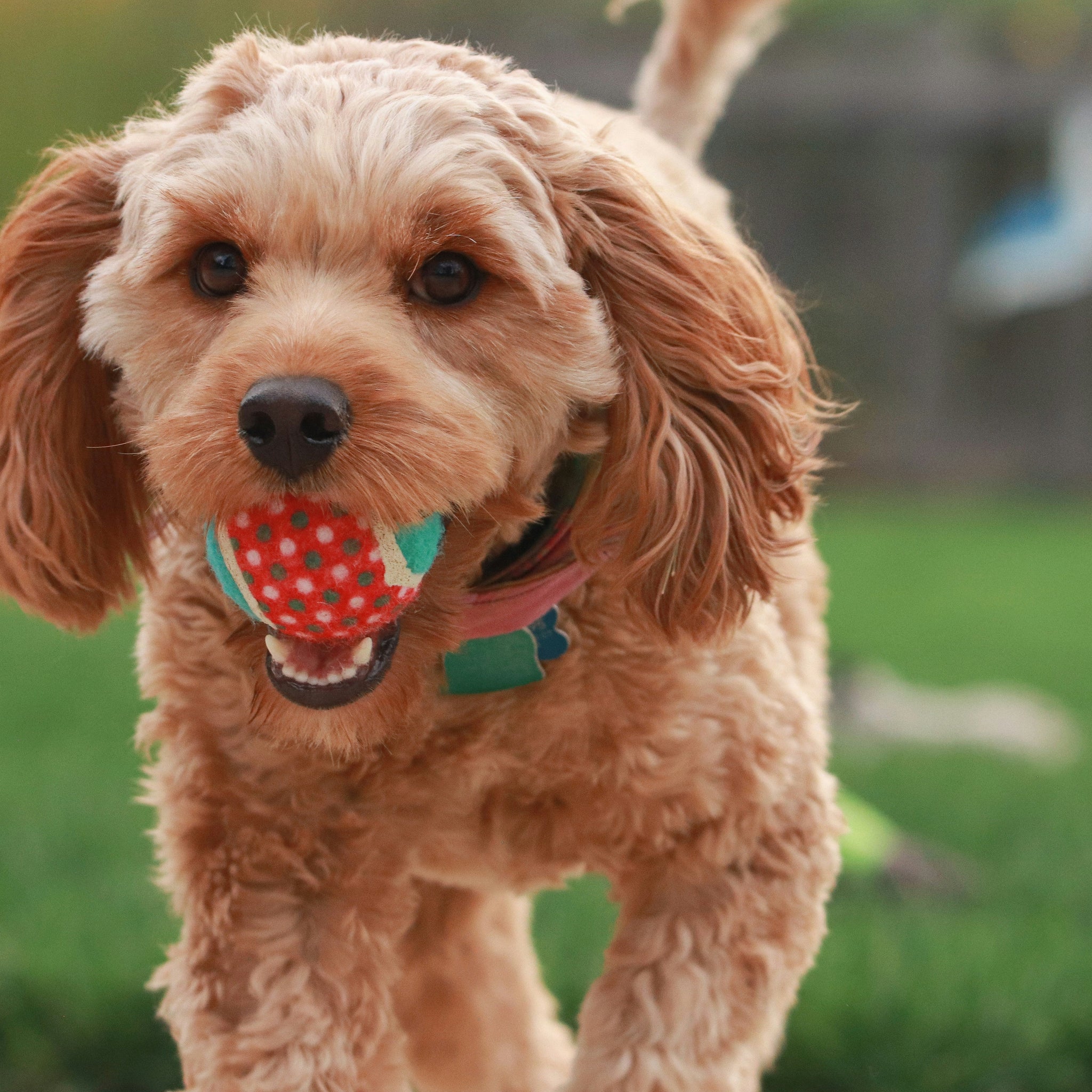 Why Interactive Toys Are Essential for Your Pet’s Wellbeing