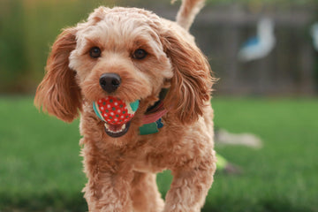 Why Interactive Toys Are Essential for Your Pet’s Wellbeing