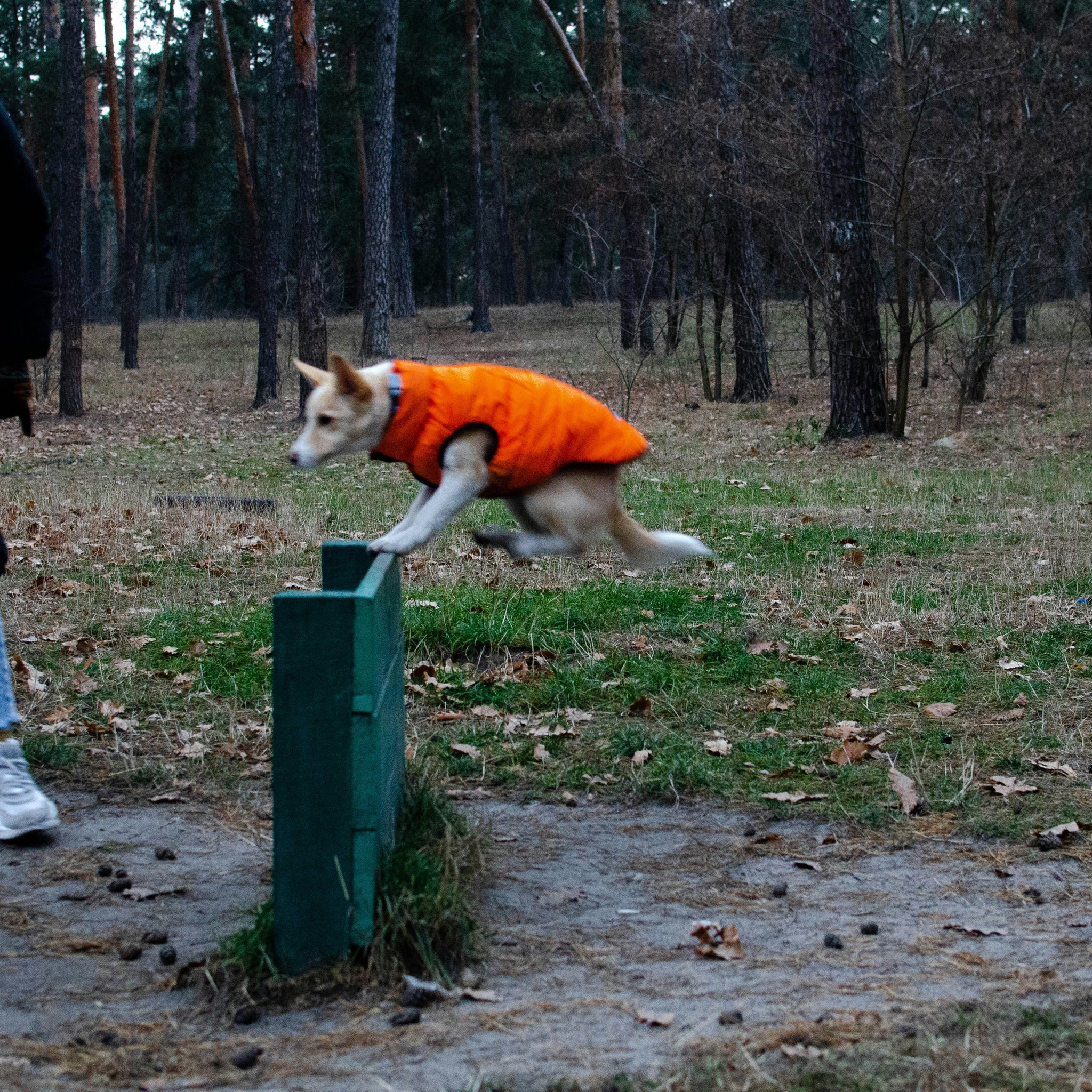 Transform Your Pet’s Everyday Life with These 5 Must-Have Essentials