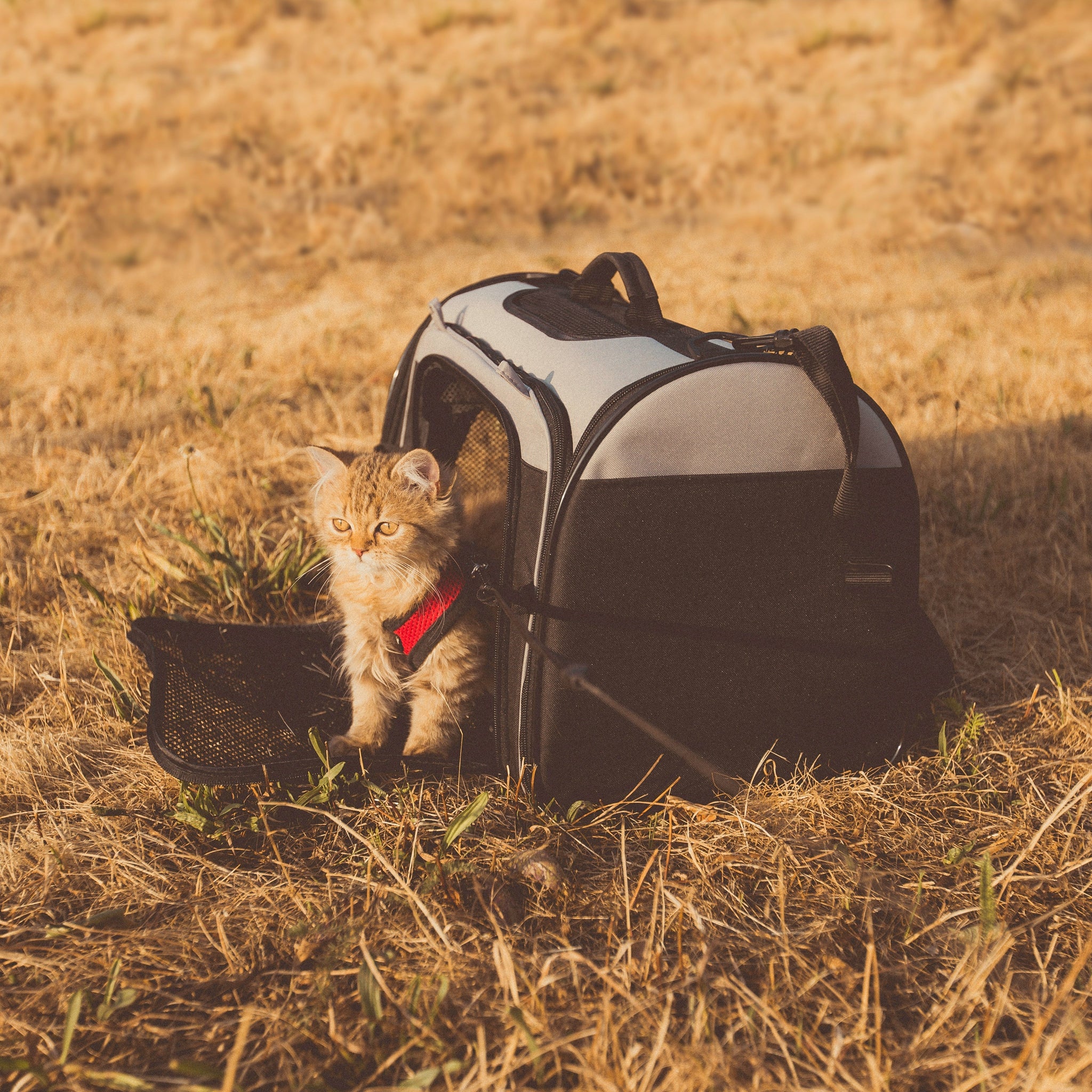 Travel Tips for Pet Owners: Making Adventures Safe and Fun