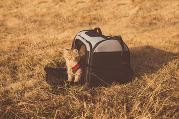 Travel Tips for Pet Owners: Making Adventures Safe and Fun